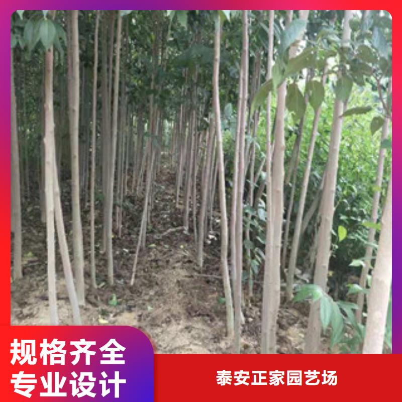 核桃苗 樱花苗 长果桑树苗视频-陕西省宝鸡市|凤翔|凤县|汉中|商洛|西安|铜川|榆林|延安核桃苗 樱花苗 长果桑树苗-正家