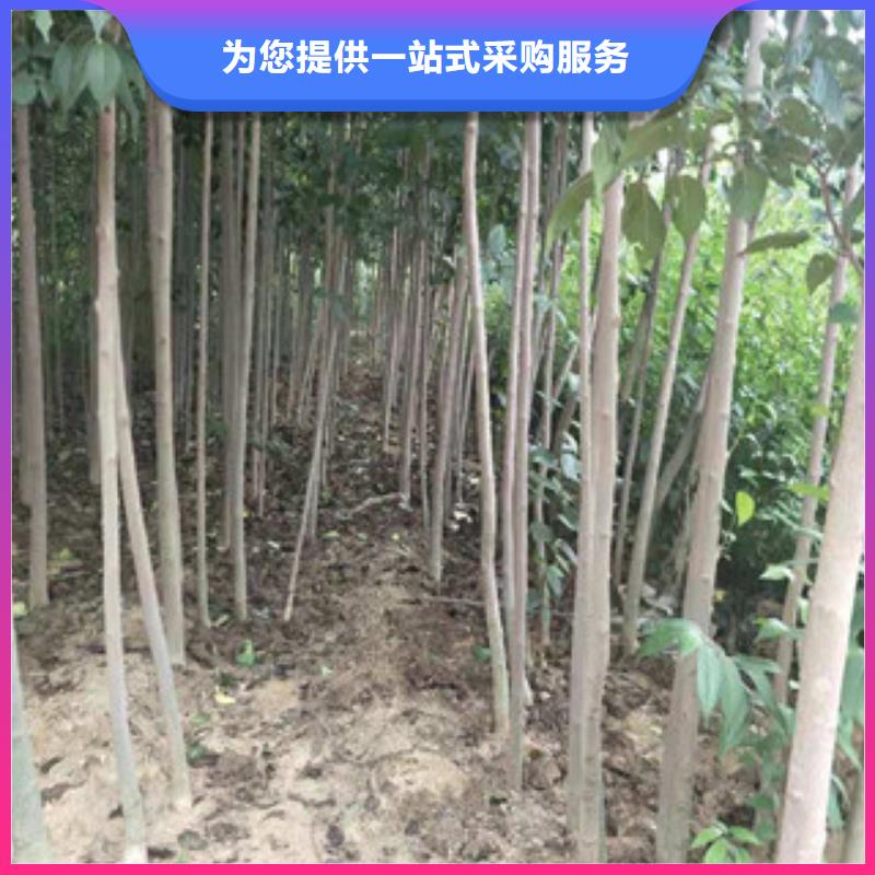 核桃苗 樱花苗 长果桑树苗视频-核桃苗 樱花苗 长果桑树苗-浙江省(此地)生产商-绍兴|温州|衢州|舟山|金华