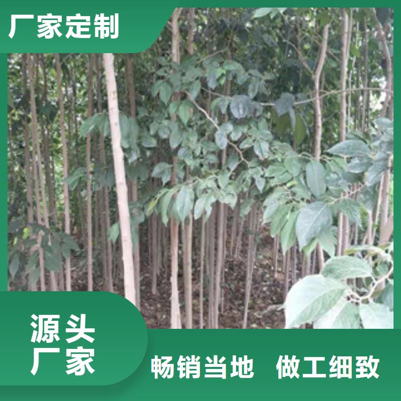 核桃苗 樱花苗 长果桑树苗视频-核桃苗 樱花苗 长果桑树苗-浙江省(此地)生产商-绍兴|温州|衢州|舟山|金华