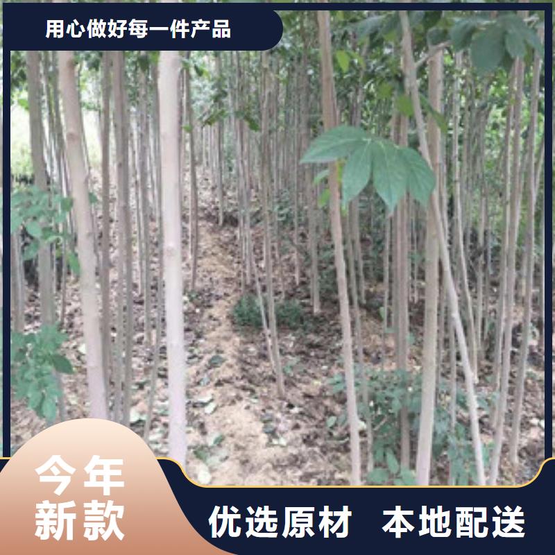 核桃苗 樱花苗 长果桑树苗视频-核桃苗 樱花苗 长果桑树苗-浙江省(此地)生产商-绍兴|温州|衢州|舟山|金华