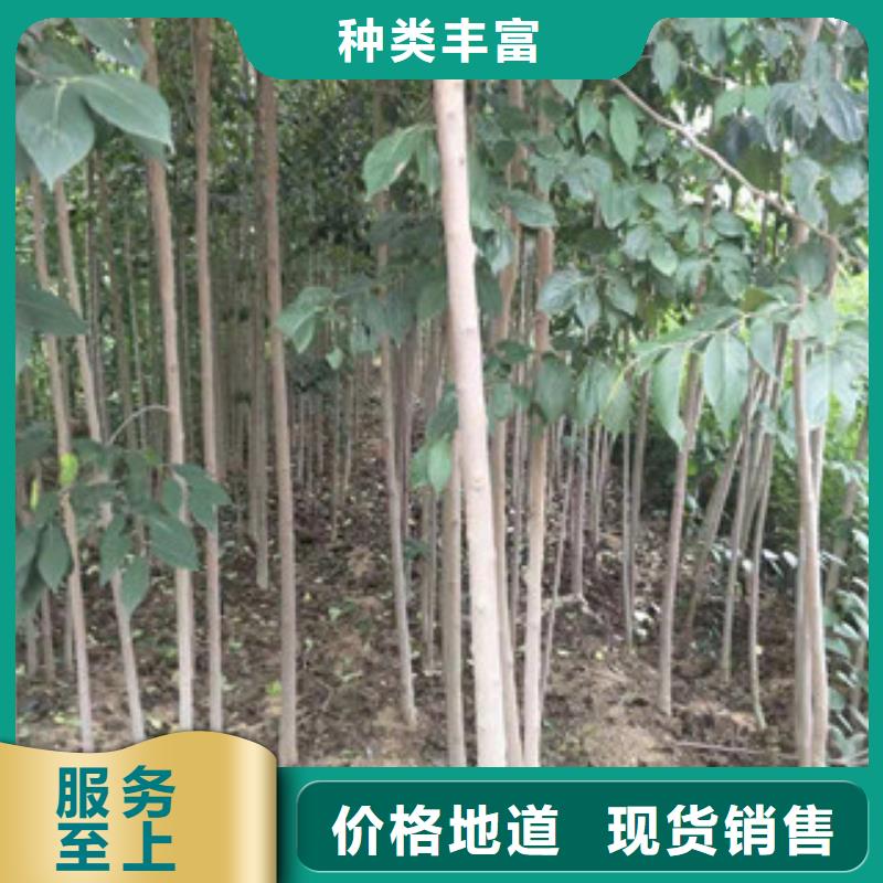 【杜仲】核桃苗 樱花苗 长果桑树苗制造生产销售-服务区域包括渭滨|凤翔|西安|延安|铜川|汉中|榆林|安康|商洛等-产品视频