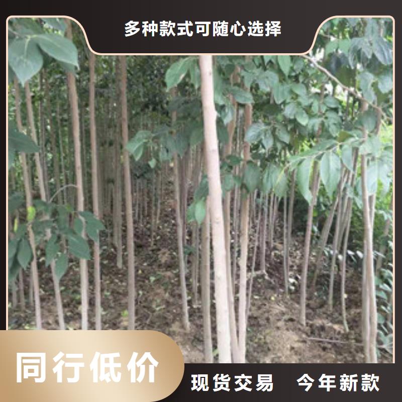 核桃苗 樱花苗 长果桑树苗视频-核桃苗 樱花苗 长果桑树苗-浙江省(此地)生产商-绍兴|温州|衢州|舟山|金华