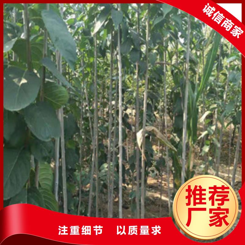 【杜仲】核桃苗 樱花苗 长果桑树苗制造生产销售-服务区域包括渭滨|凤翔|西安|延安|铜川|汉中|榆林|安康|商洛等-产品视频