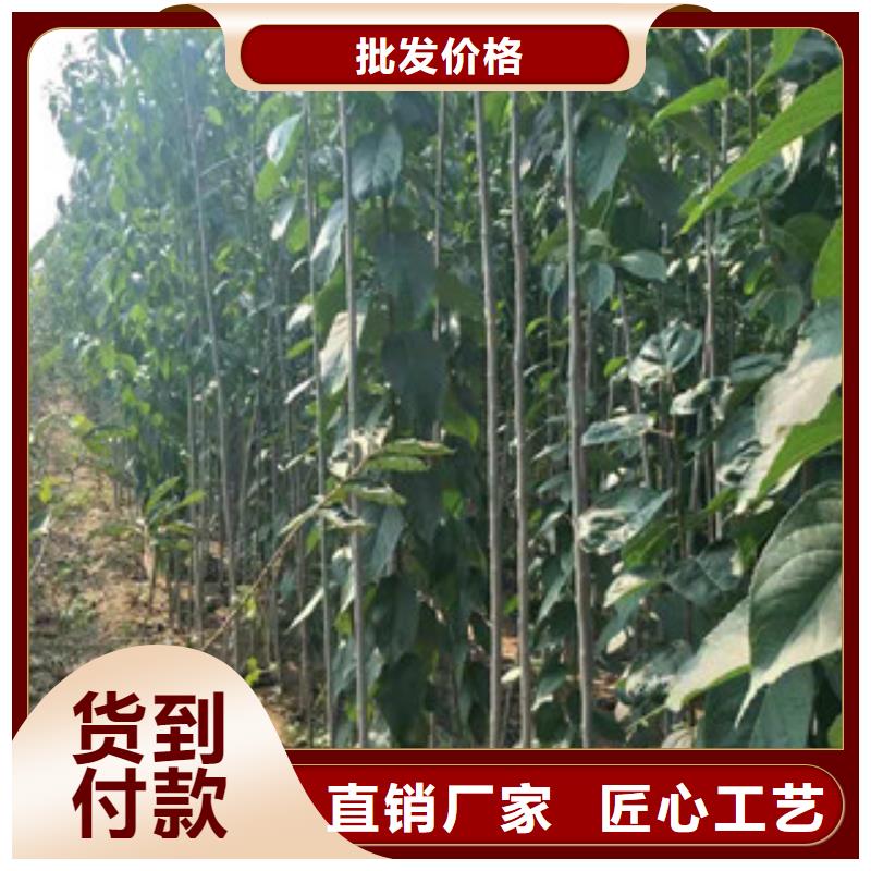 【杜仲】核桃苗 樱花苗 长果桑树苗制造生产销售-服务区域包括渭滨|凤翔|西安|延安|铜川|汉中|榆林|安康|商洛等-产品视频