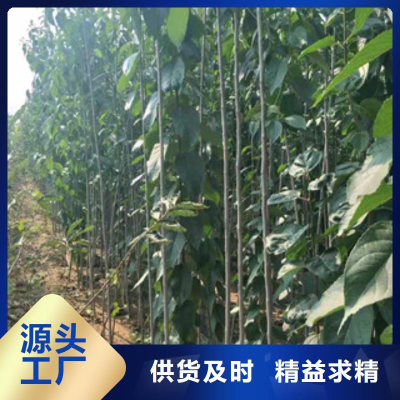 核桃苗 樱花苗 长果桑树苗视频-陕西省宝鸡市|凤翔|凤县|汉中|商洛|西安|铜川|榆林|延安核桃苗 樱花苗 长果桑树苗-正家