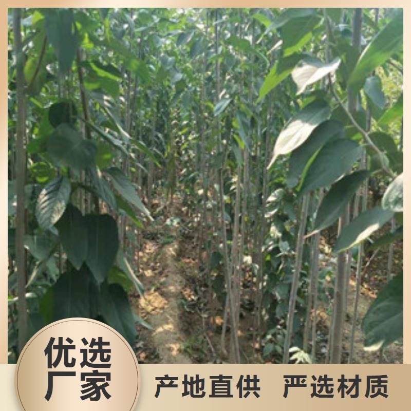 核桃苗 樱花苗 长果桑树苗视频-核桃苗 樱花苗 长果桑树苗_云南省昆明市市场覆盖东川|盘龙|迪庆|普洱|曲靖|丽江|昭通等
