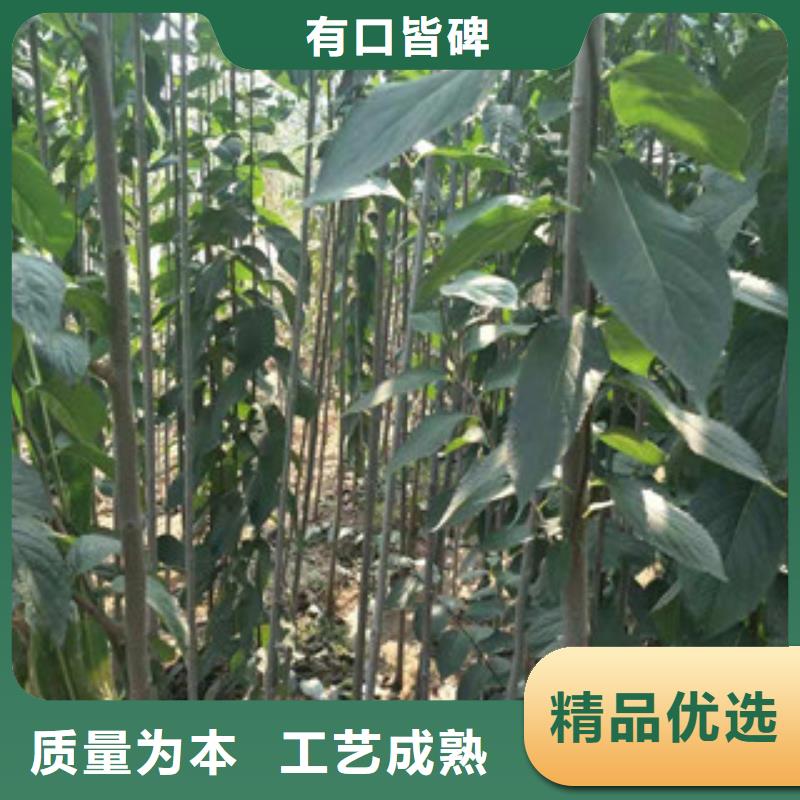 核桃苗 樱花苗 长果桑树苗视频-核桃苗 樱花苗 长果桑树苗-浙江省(此地)生产商-绍兴|温州|衢州|舟山|金华