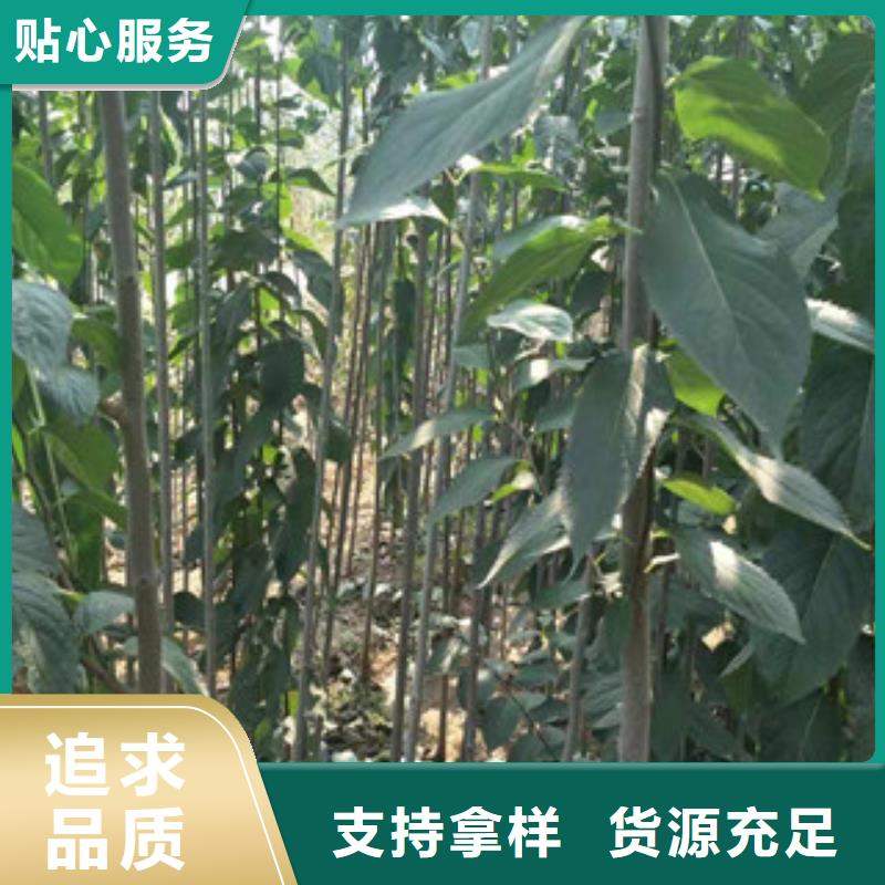 核桃苗 樱花苗 长果桑树苗视频-核桃苗 樱花苗 长果桑树苗_云南省昆明市市场覆盖东川|盘龙|迪庆|普洱|曲靖|丽江|昭通等