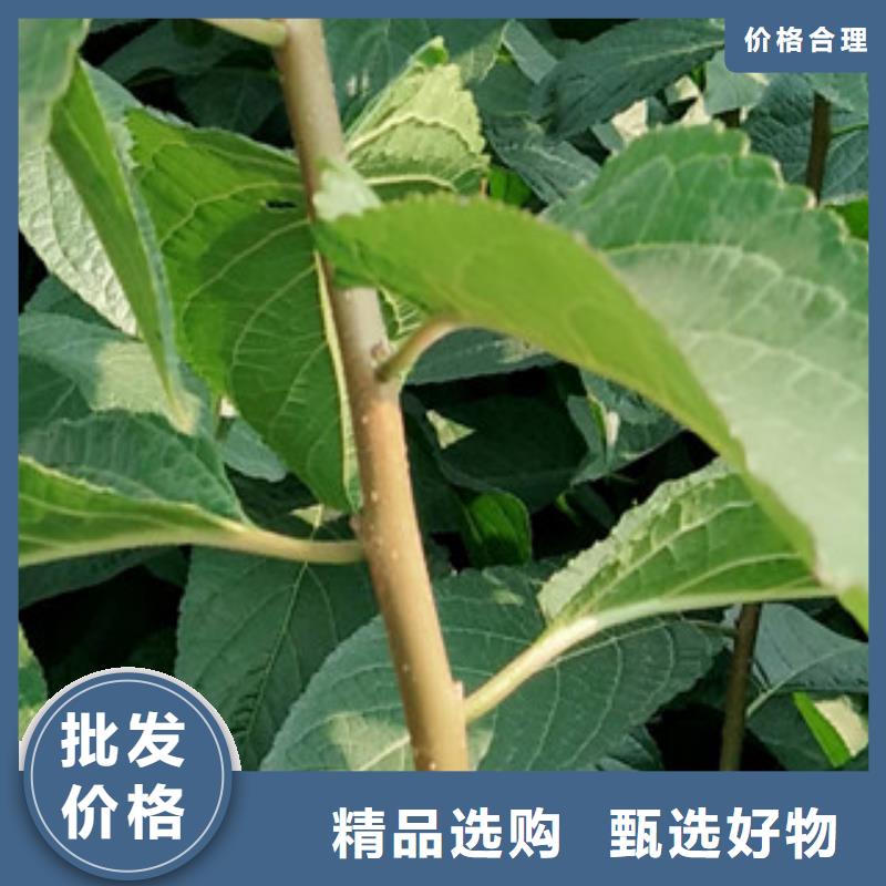 【杜仲】核桃苗 樱花苗 长果桑树苗制造生产销售-服务区域包括渭滨|凤翔|西安|延安|铜川|汉中|榆林|安康|商洛等-产品视频