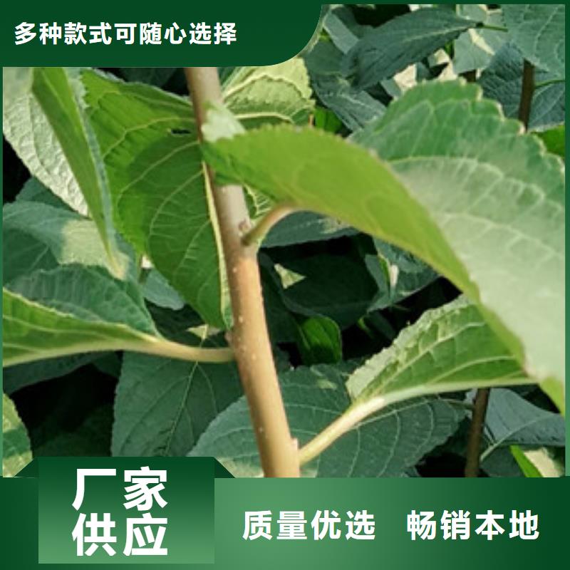 核桃苗 樱花苗 长果桑树苗视频-核桃苗 樱花苗 长果桑树苗-浙江省(此地)生产商-绍兴|温州|衢州|舟山|金华