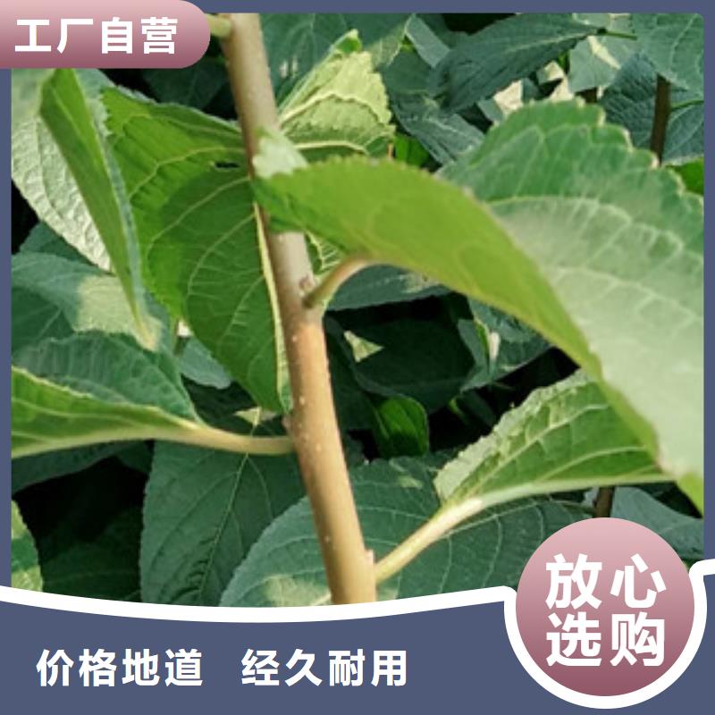 核桃苗 樱花苗 长果桑树苗视频-核桃苗 樱花苗 长果桑树苗_云南省昆明市市场覆盖东川|盘龙|迪庆|普洱|曲靖|丽江|昭通等