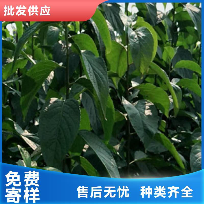 核桃苗 樱花苗 长果桑树苗视频-陕西省宝鸡市|凤翔|凤县|汉中|商洛|西安|铜川|榆林|延安核桃苗 樱花苗 长果桑树苗-正家