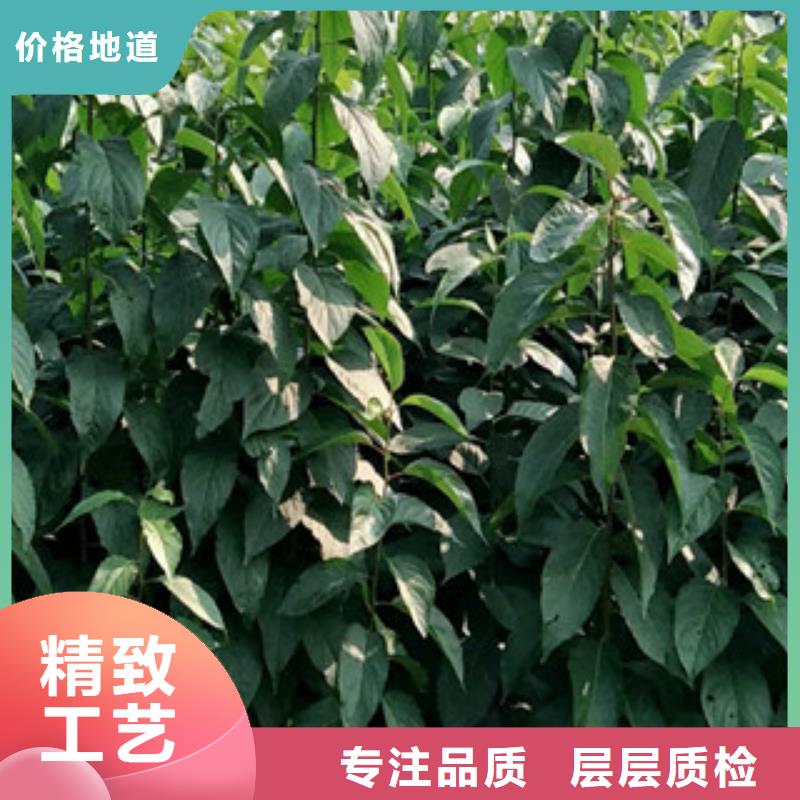 【杜仲】核桃苗 樱花苗 长果桑树苗制造生产销售-服务区域包括渭滨|凤翔|西安|延安|铜川|汉中|榆林|安康|商洛等-产品视频
