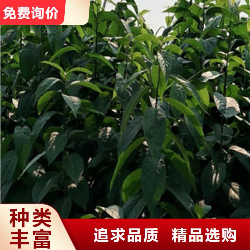 【杜仲】核桃苗 樱花苗 长果桑树苗制造生产销售-服务区域包括渭滨|凤翔|西安|延安|铜川|汉中|榆林|安康|商洛等-产品视频