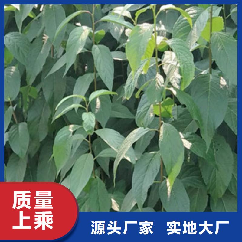 核桃苗 樱花苗 长果桑树苗视频-核桃苗 樱花苗 长果桑树苗-浙江省(此地)生产商-绍兴|温州|衢州|舟山|金华