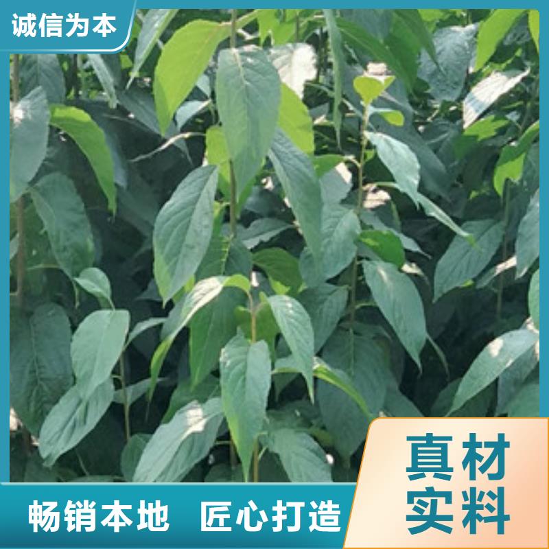 核桃苗 樱花苗 长果桑树苗视频-核桃苗 樱花苗 长果桑树苗-浙江省(此地)生产商-绍兴|温州|衢州|舟山|金华