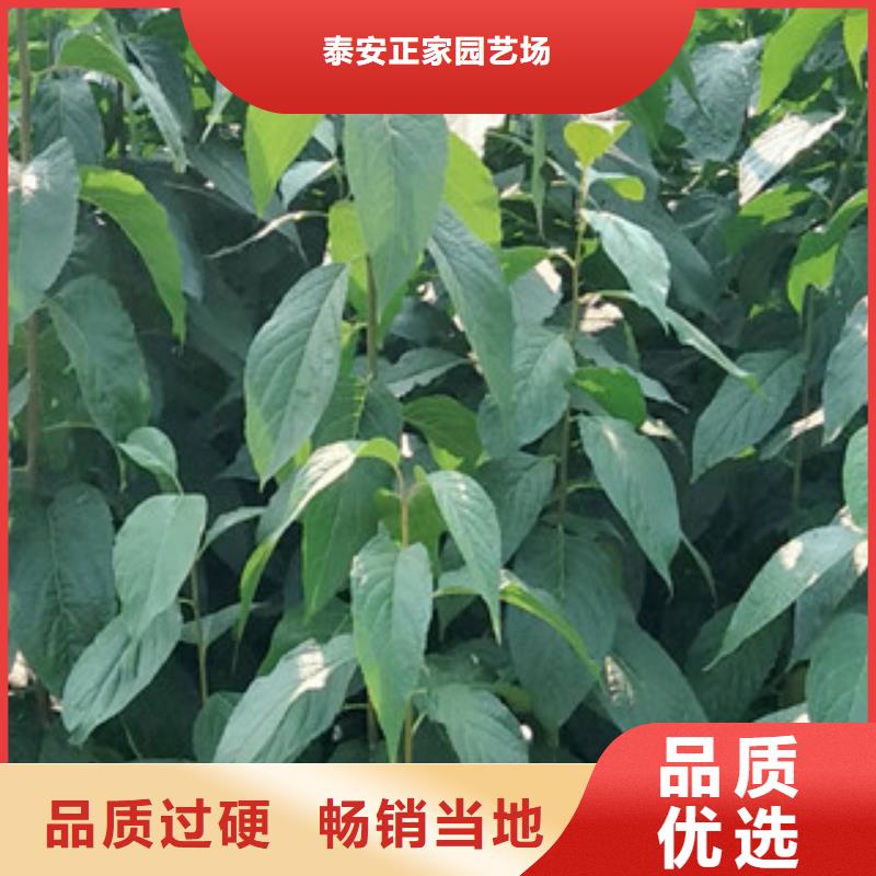 核桃苗 樱花苗 长果桑树苗视频-核桃苗 樱花苗 长果桑树苗_云南省昆明市市场覆盖东川|盘龙|迪庆|普洱|曲靖|丽江|昭通等