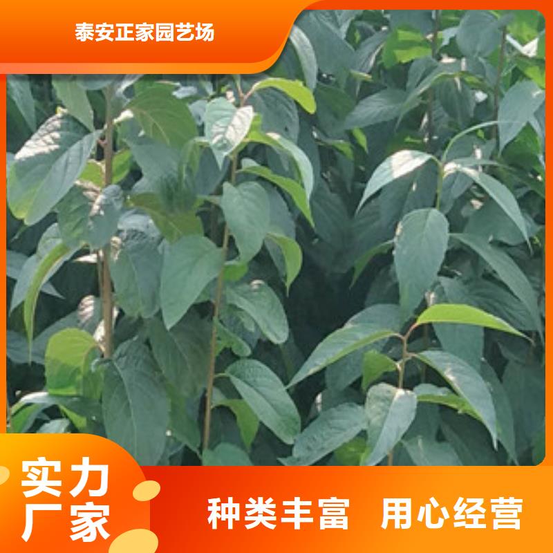 核桃苗 樱花苗 长果桑树苗视频-核桃苗 樱花苗 长果桑树苗_云南省昆明市市场覆盖东川|盘龙|迪庆|普洱|曲靖|丽江|昭通等