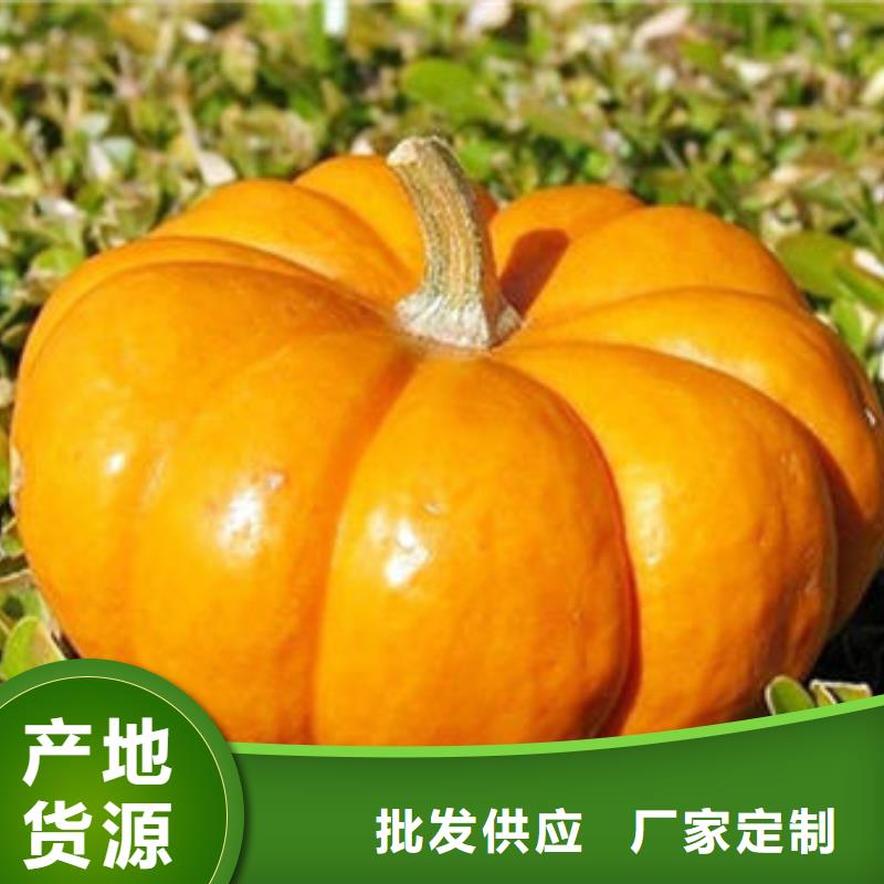 宣化南瓜粒價格多少錢一斤