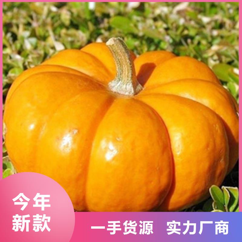 無籽南瓜丁（熱風干燥）廠