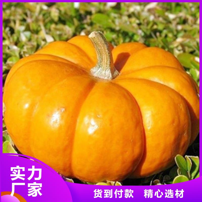 無籽金瓜塊（熟丁）面包原料