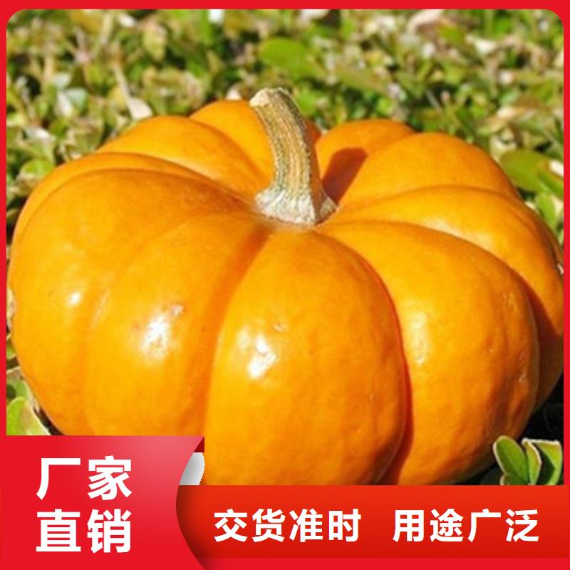 脫水無籽金瓜丁（新貨）現(xiàn)貨銷售