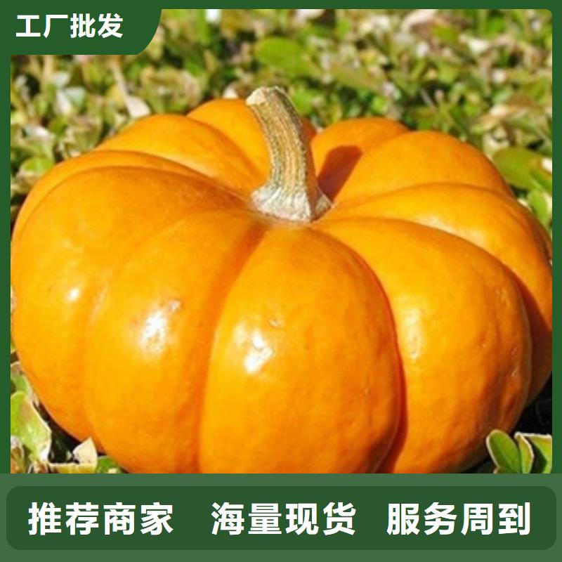 南瓜丁销售