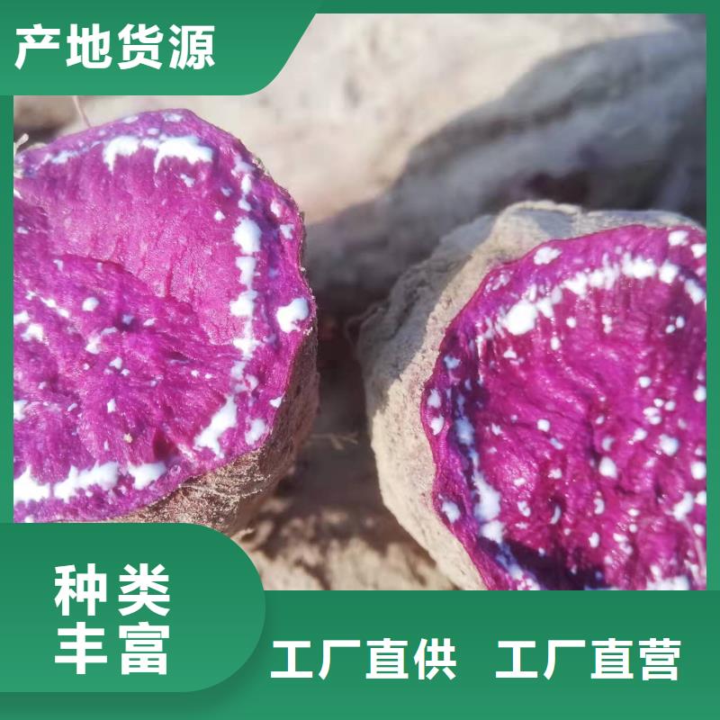 紫薯苗市場報價