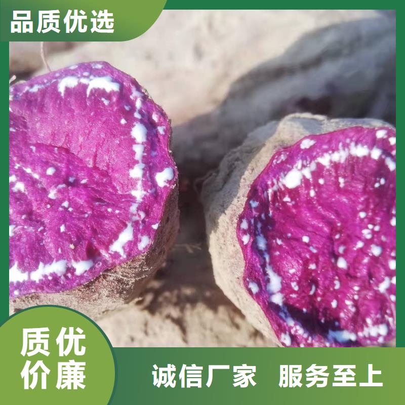 脫毒紫薯苗2025新苗上市