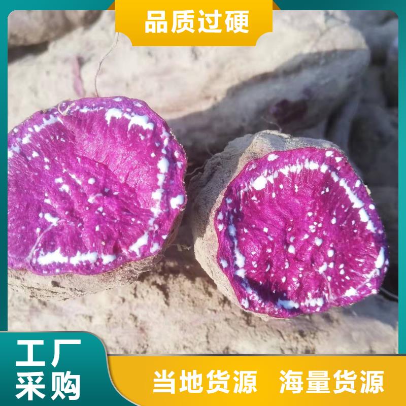 紫薯苗（濟黑2號）圖片