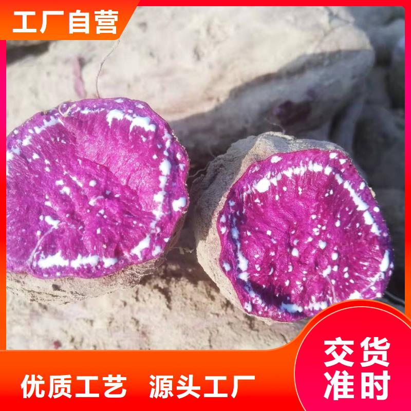 紅薯苗（西瓜紅）源頭廠家