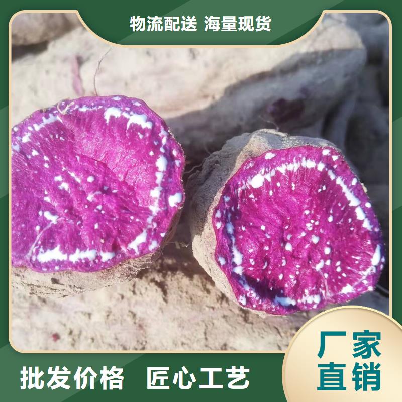 紫地瓜苗子廠家價格