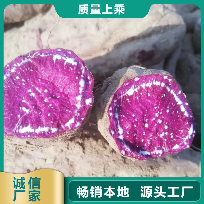 紫薯苗_【紫薯雪花片】購買的是放心