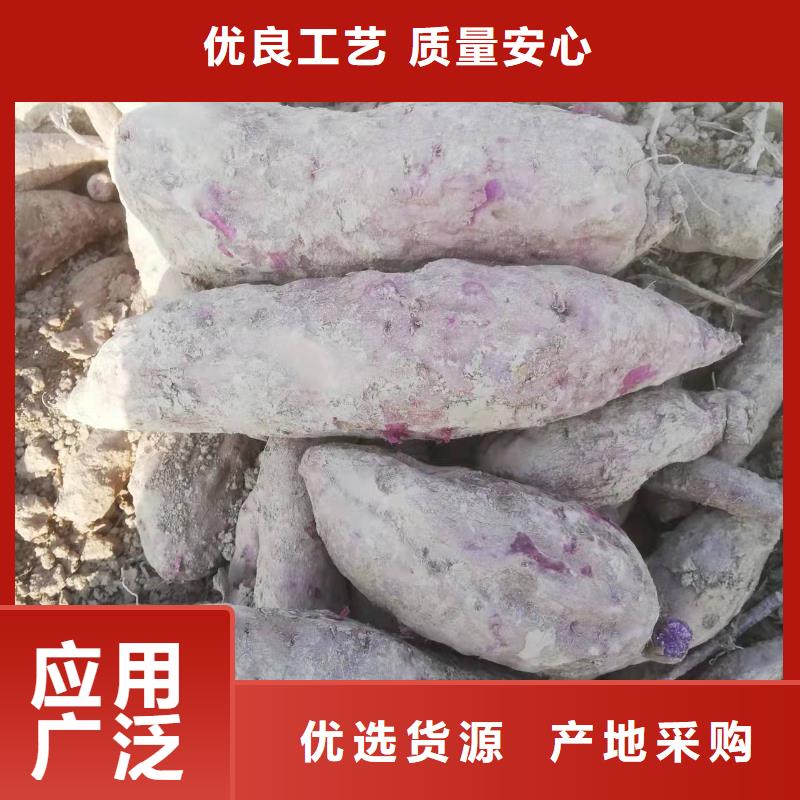 甘薯苗（紫紅薯苗）茬苗