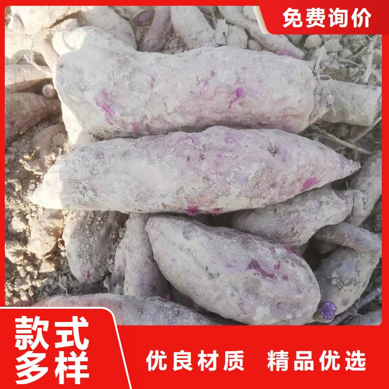紫薯苗（濟(jì)黑2號(hào)）哪里有賣的