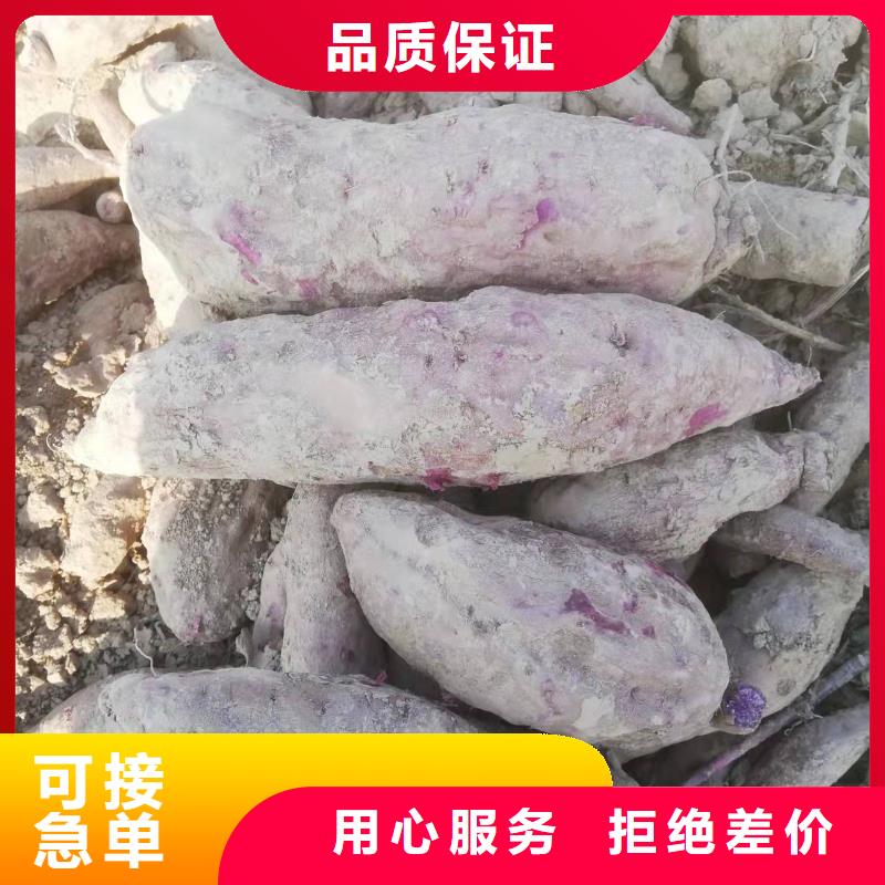 紫薯苗【胡蘿卜粉】工藝精細質保長久