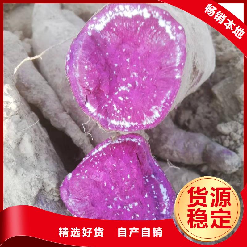 濟黑2號紫薯苗批發基地