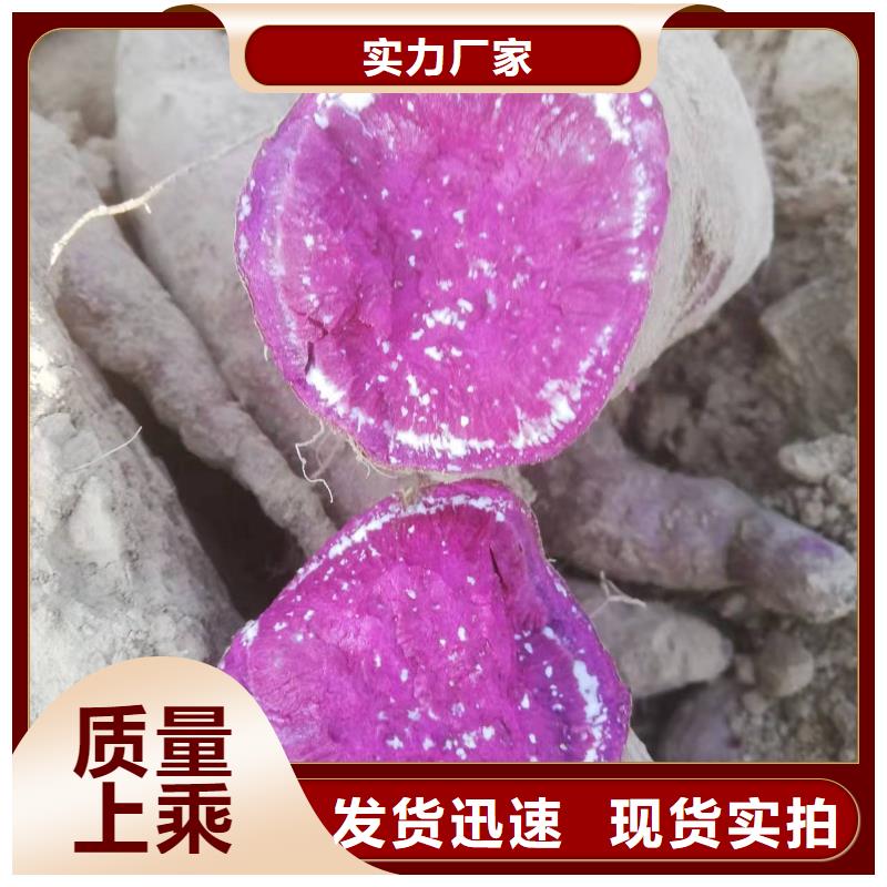 脫毒紫薯苗多少錢一棵