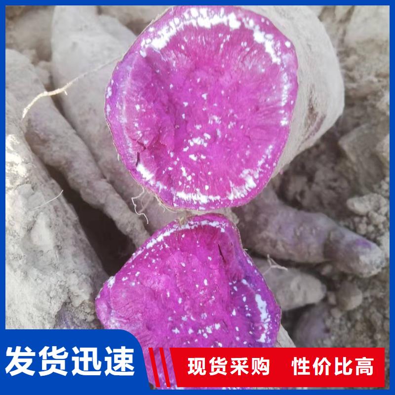 紫紅薯苗圖片