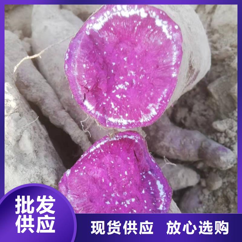 紫薯種子圖片