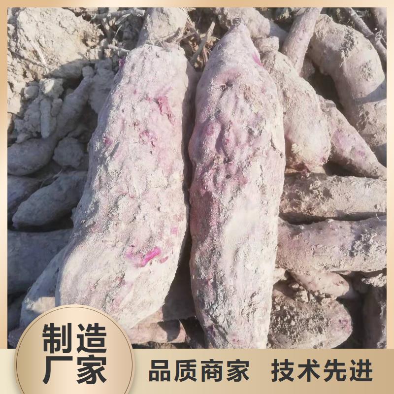 高產(chǎn)脫毒紫薯苗（凌紫品種）市場行情