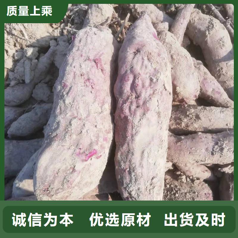 紫色地瓜苗（夏薯）批發零售