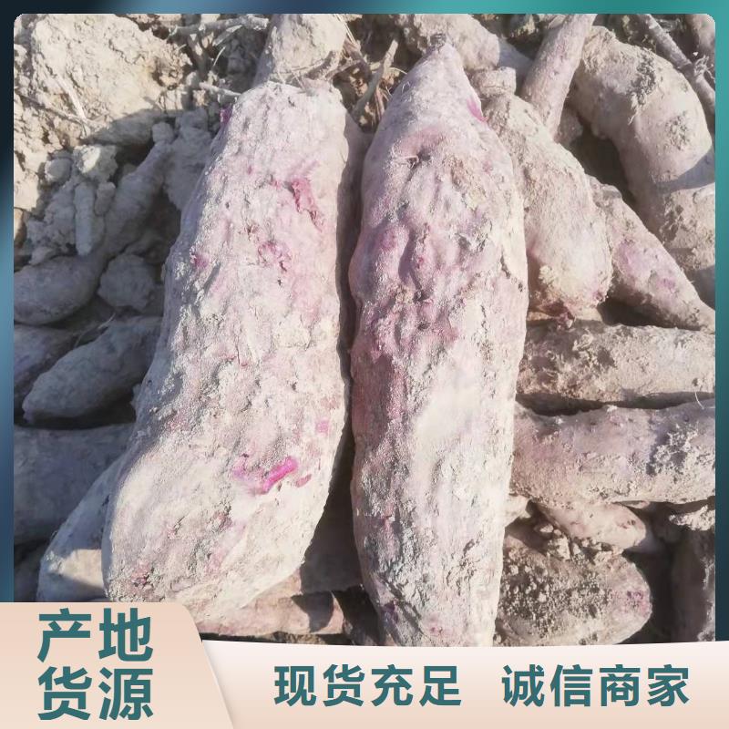 紫薯苗,【胡蘿卜丁】廠家直銷大量現貨