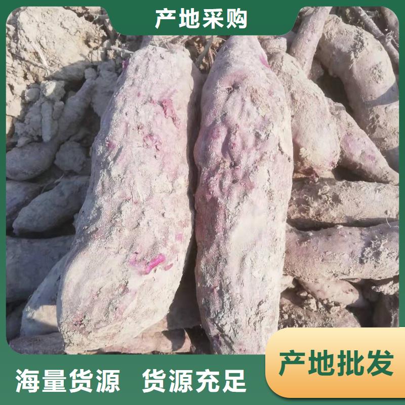 紫薯苗（濟(jì)黑2號）批發(fā)