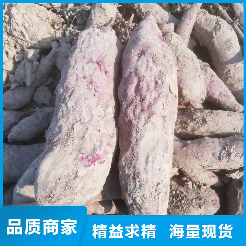 紫薯苗管理方式