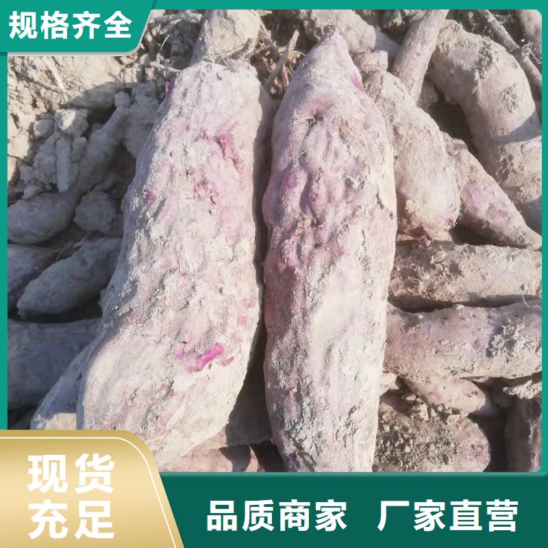 紅薯苗（西瓜紅）源頭廠家