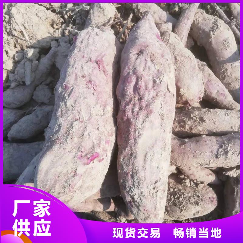 鮮食型紫薯苗供應