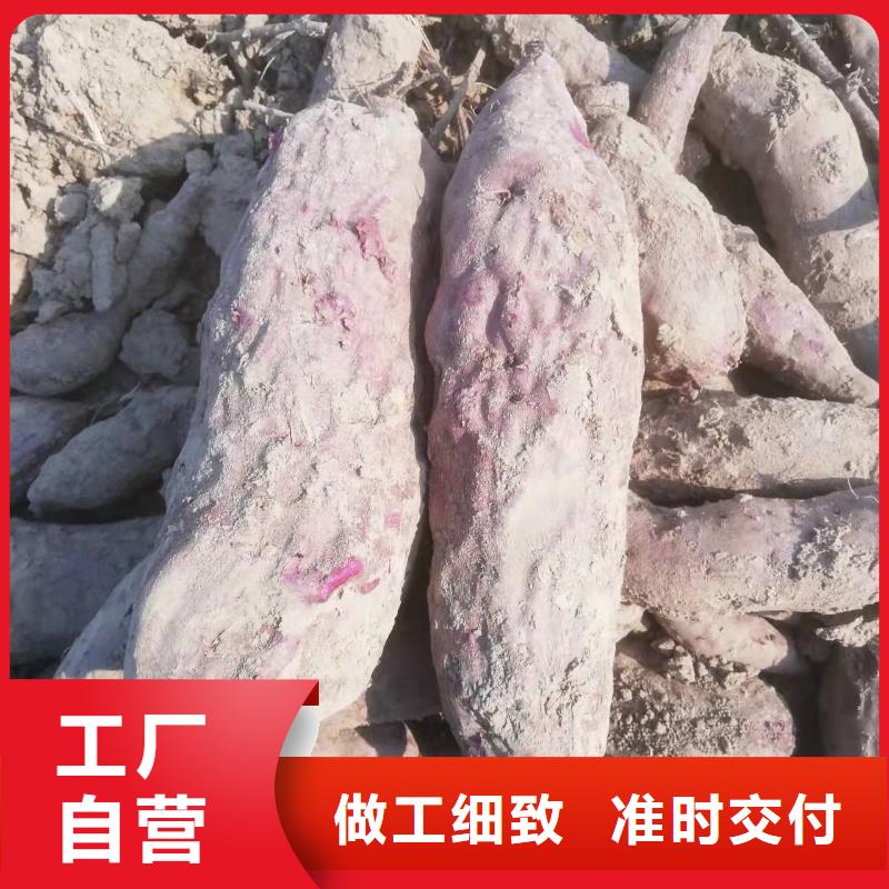 紫薯種苗什么時候種