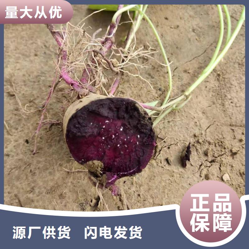 紫薯苗子多少錢一棵