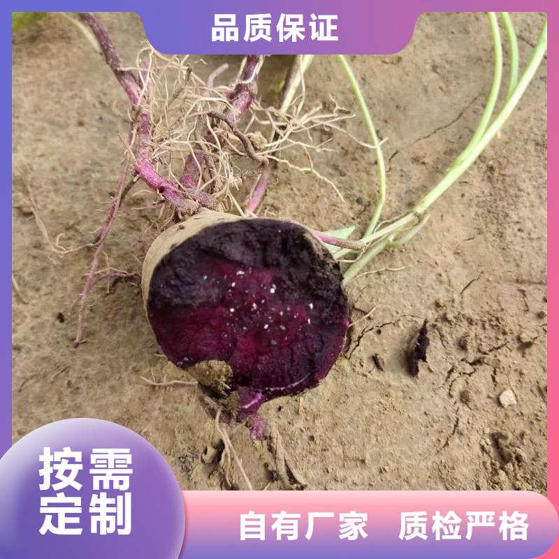 紫薯苗（綾紫）供應